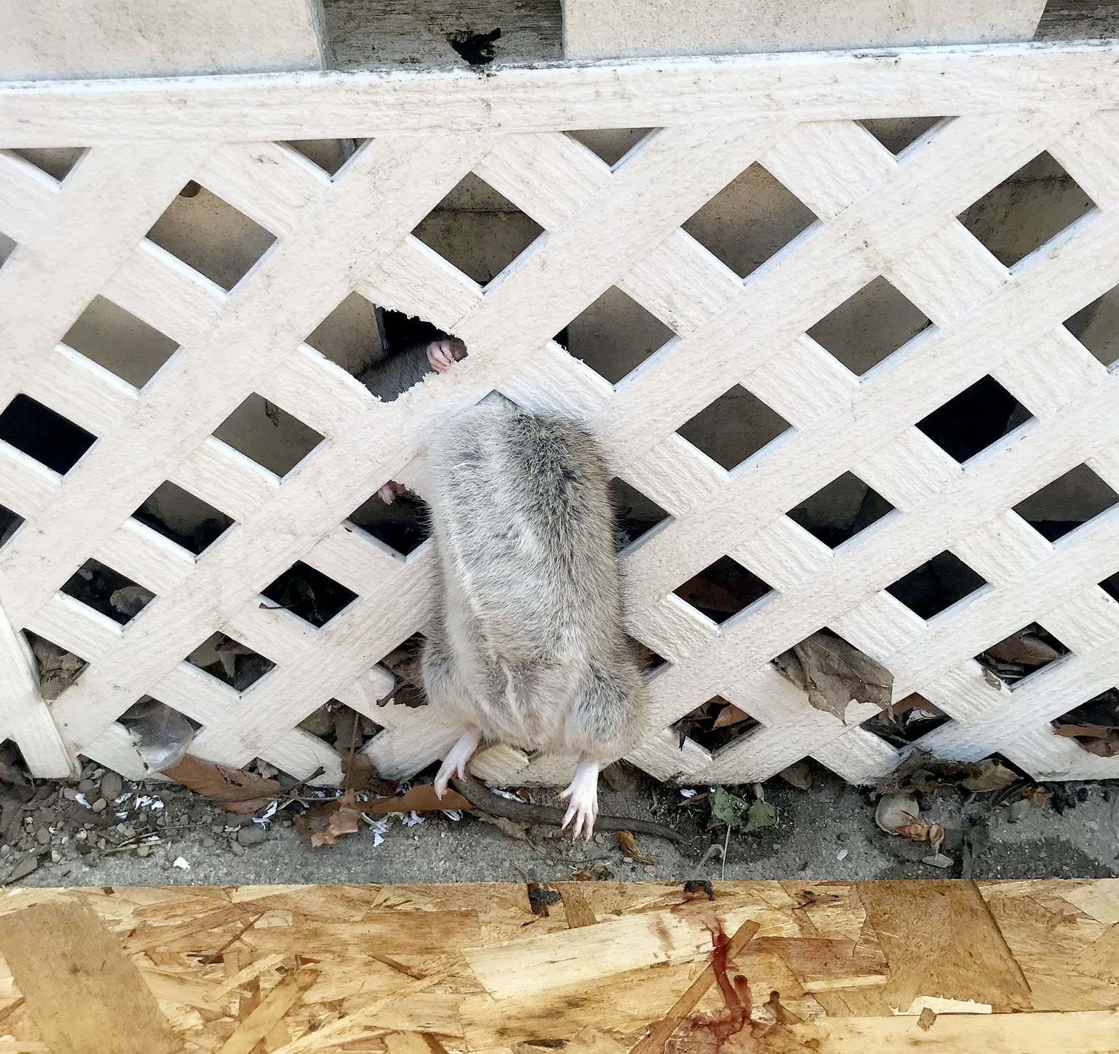 'I’ve been breached': Cambridge man at wit's end as rats invade his 